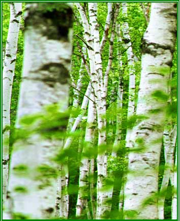 Birch